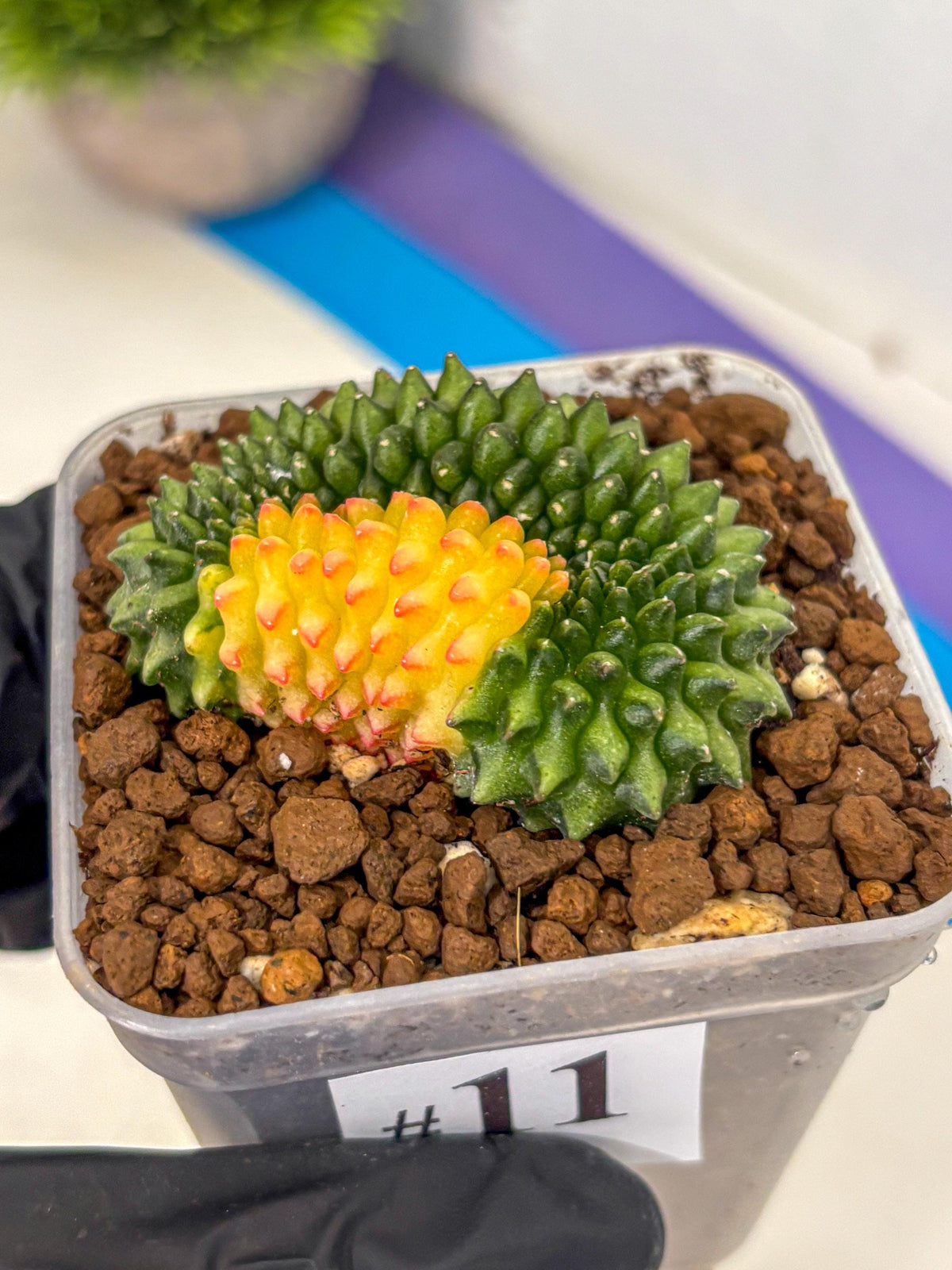 Gymnocalycium Inermis Cristata (gy2) (11) | Variegated Cactus