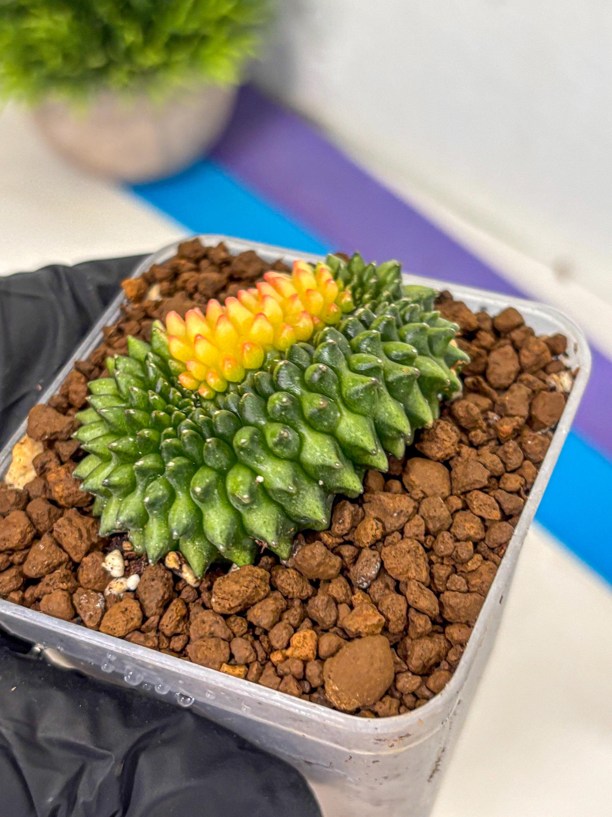 Gymnocalycium Inermis Cristata (gy2) (11) | Variegated Cactus