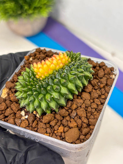 Gymnocalycium Inermis Cristata (gy2) (11) | Variegated Cactus