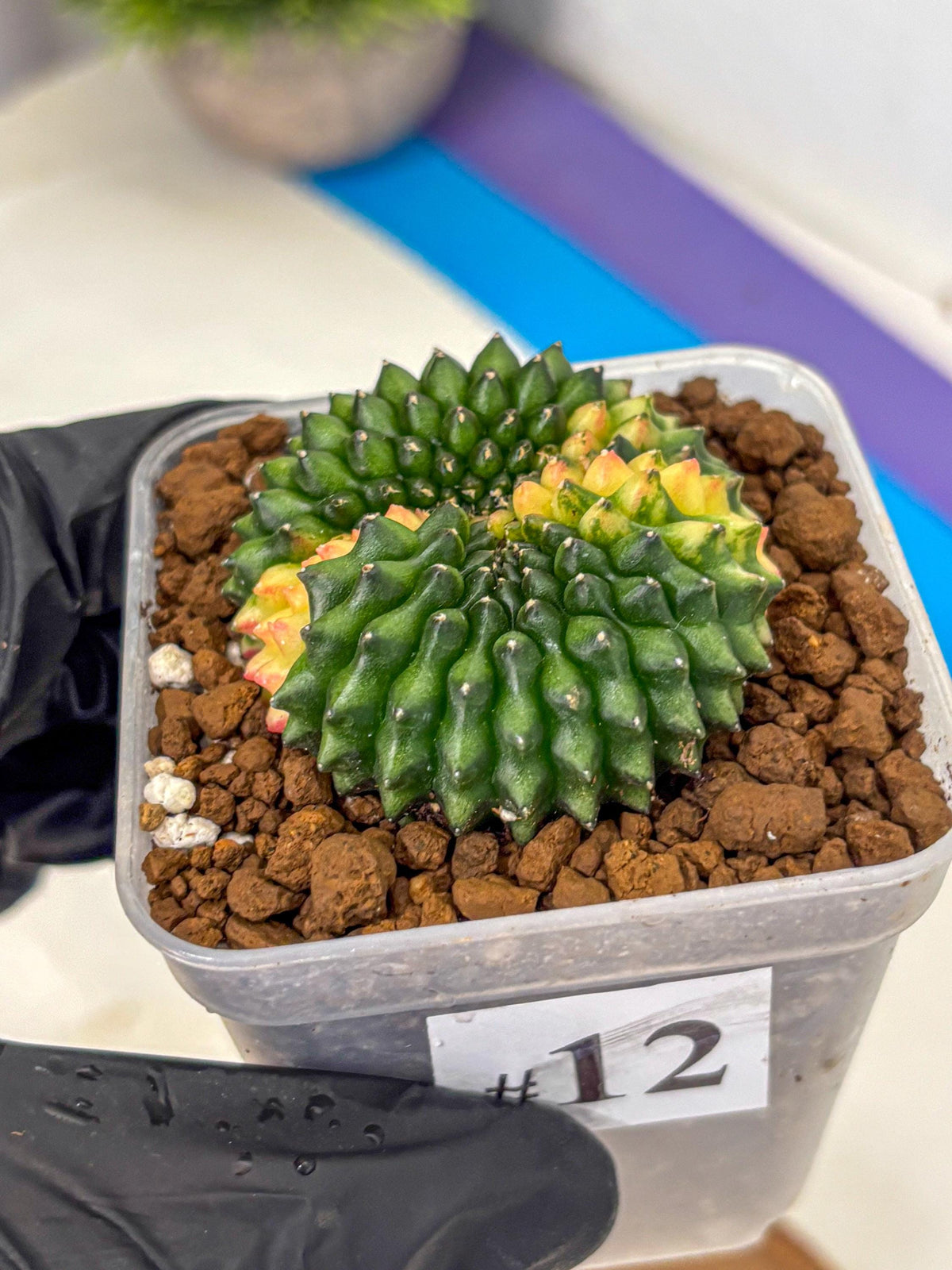 Gymnocalycium Inermis Cristata (gy2) (12) | Variegated Cactus