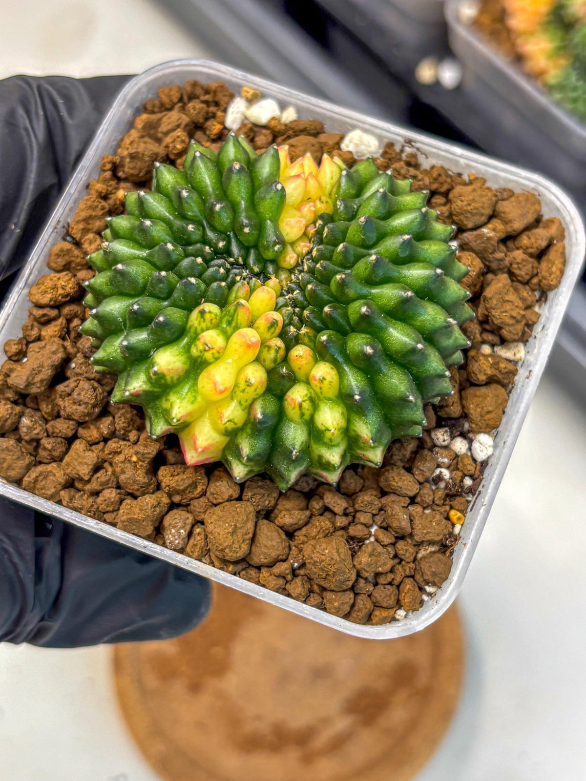 Gymnocalycium Inermis Cristata (gy2) (12) | Variegated Cactus