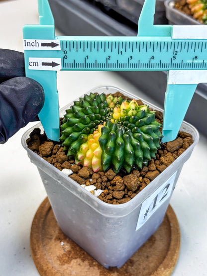 Gymnocalycium Inermis Cristata (gy2) (12) | Variegated Cactus