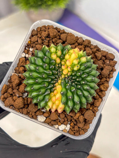 Gymnocalycium Inermis Cristata (gy2) (12) | Variegated Cactus