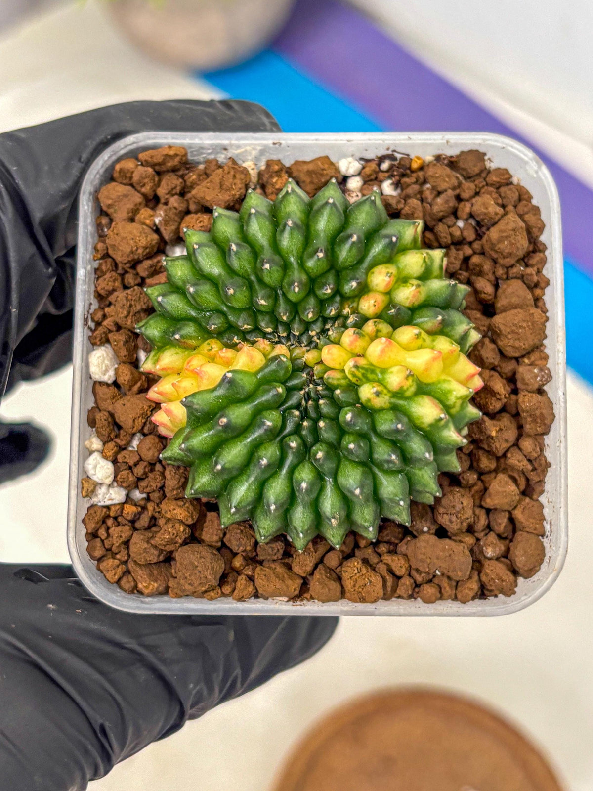 Gymnocalycium Inermis Cristata (gy2) (12) | Variegated Cactus