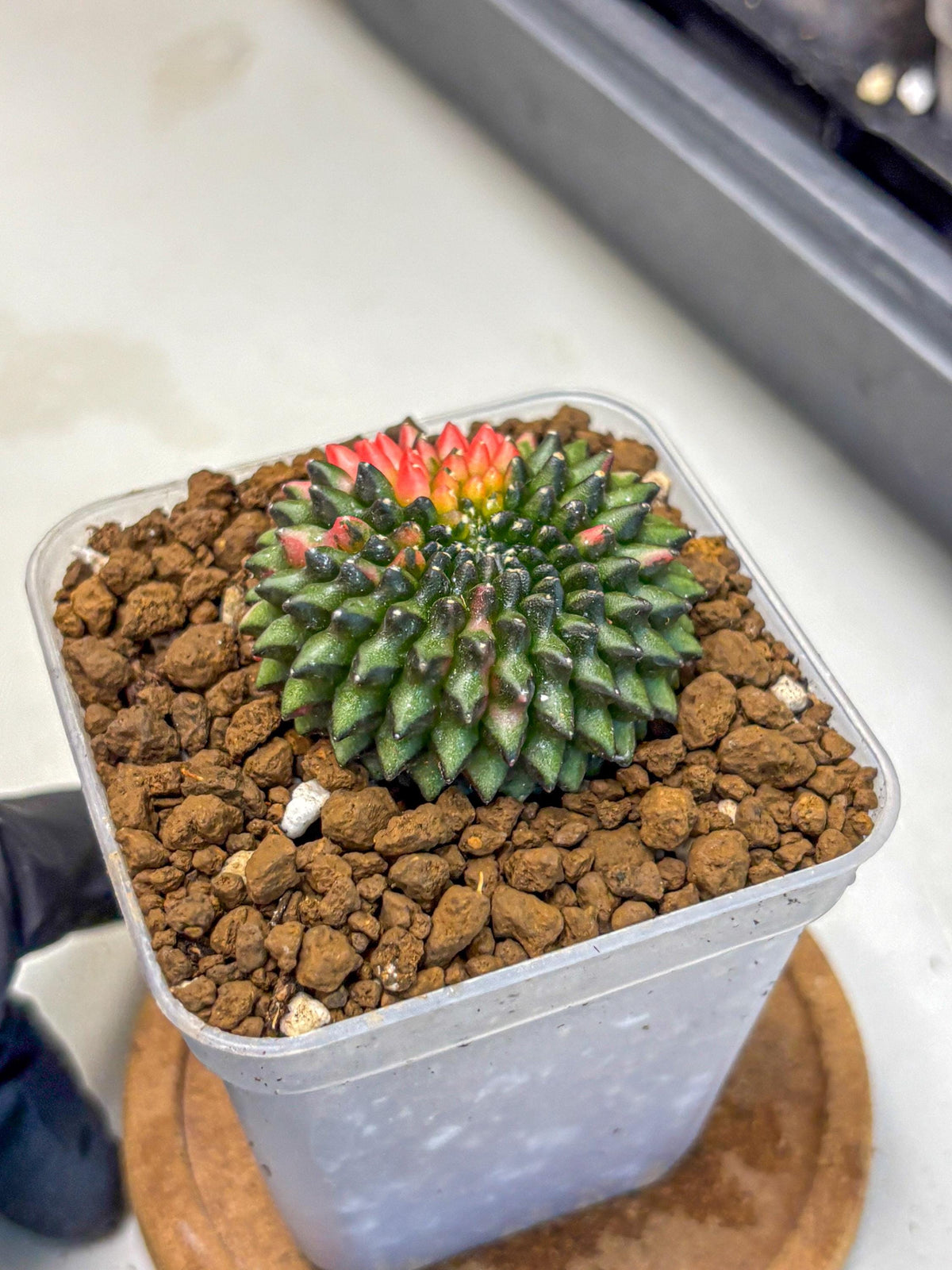 Gymnocalycium Inermis Cristata (gy2) (13) | Variegated Cactus