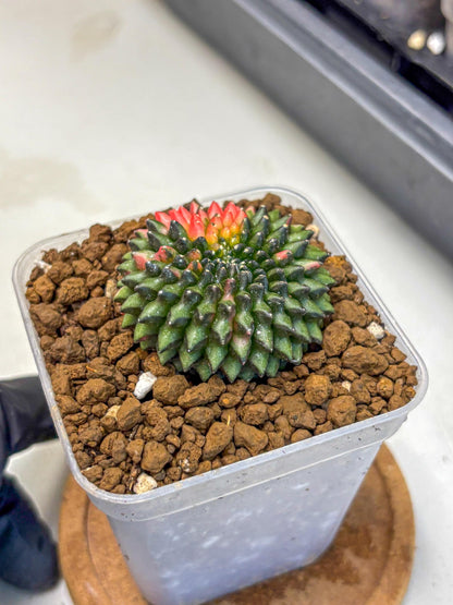 Gymnocalycium Inermis Cristata (gy2) (13) | Variegated Cactus