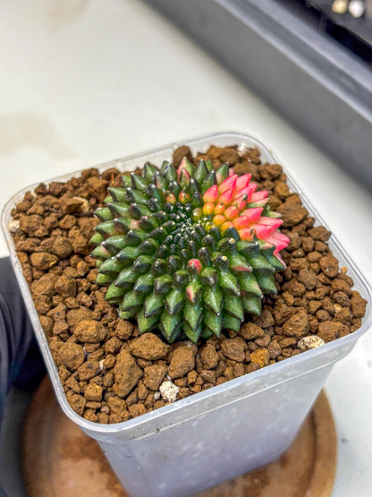 Gymnocalycium Inermis Cristata (gy2) (13) | Variegated Cactus