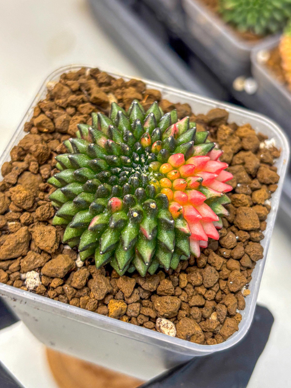 Gymnocalycium Inermis Cristata (gy2) (13) | Variegated Cactus