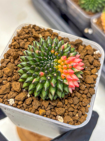 Gymnocalycium Inermis Cristata (gy2) (13) | Variegated Cactus