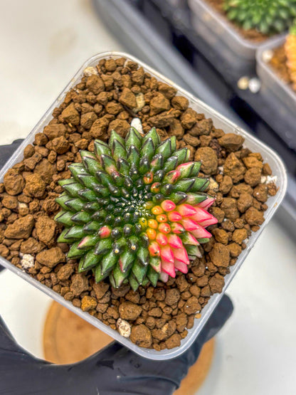 Gymnocalycium Inermis Cristata (gy2) (13) | Variegated Cactus