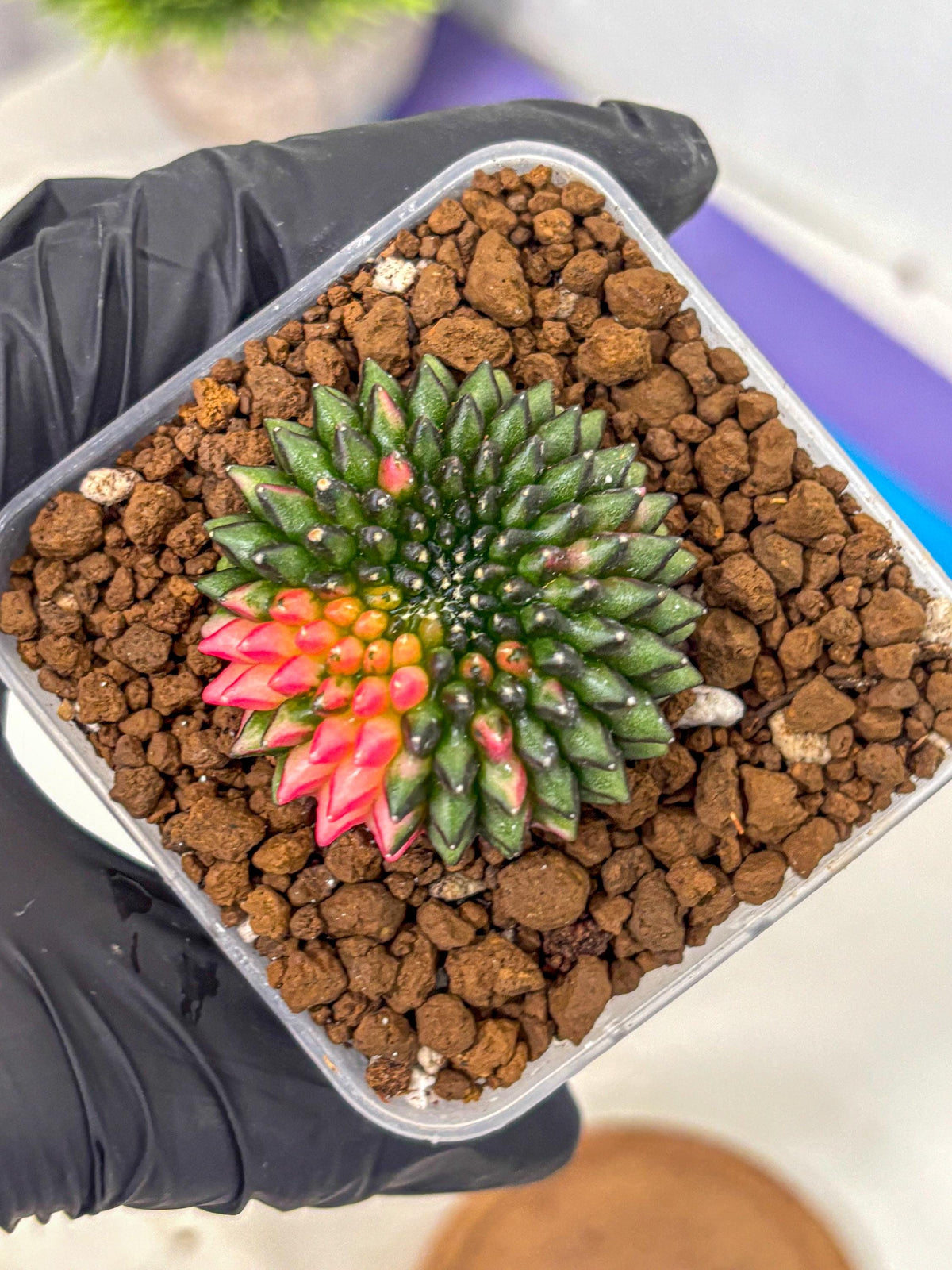Gymnocalycium Inermis Cristata (gy2) (13) | Variegated Cactus