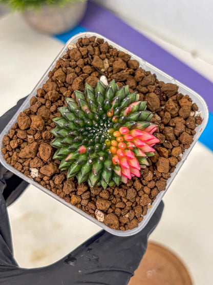 Gymnocalycium Inermis Cristata (gy2) (13) | Variegated Cactus