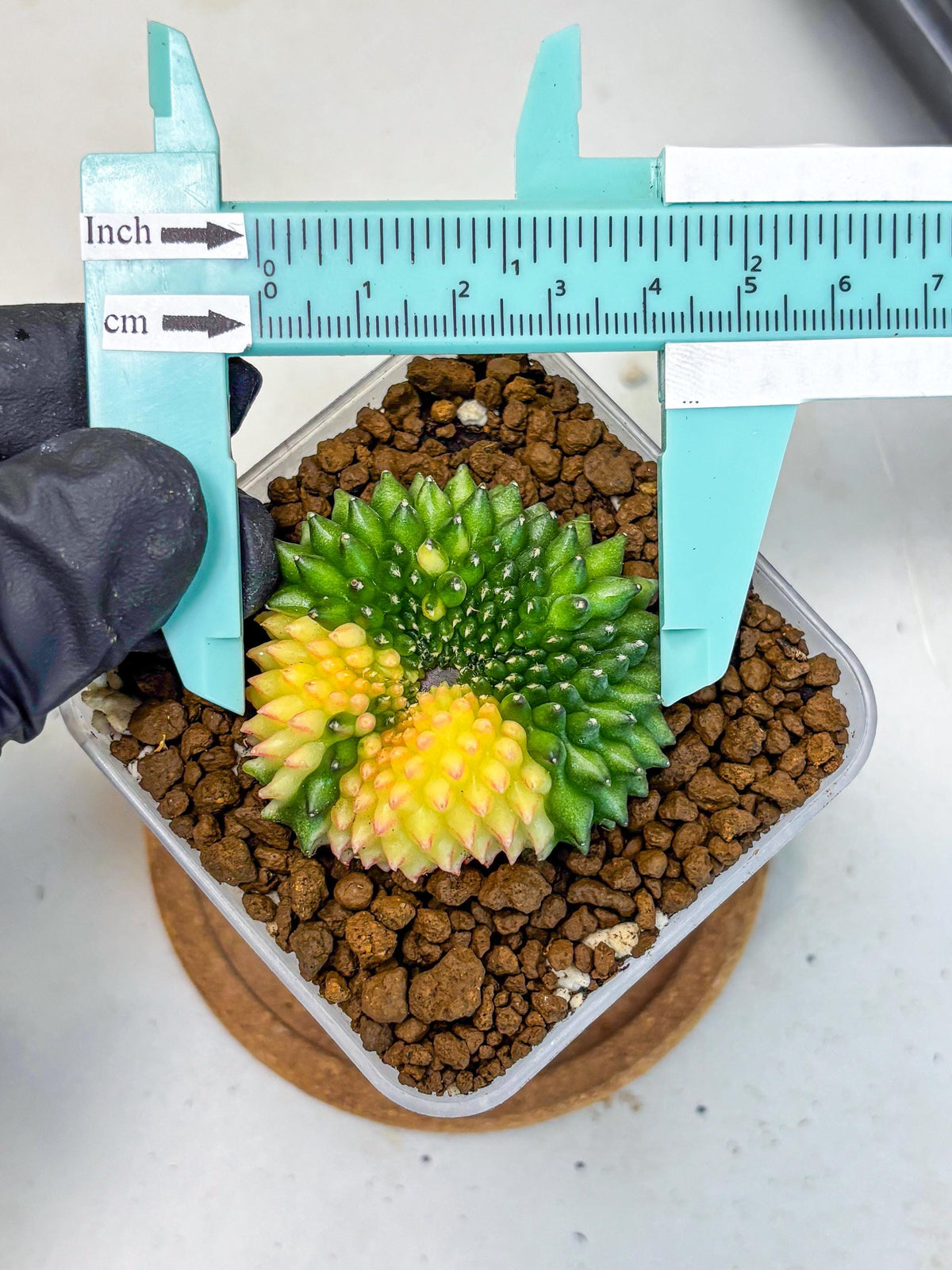 Gymnocalycium Inermis Cristata (gy2) (14) | Variegated Cactus