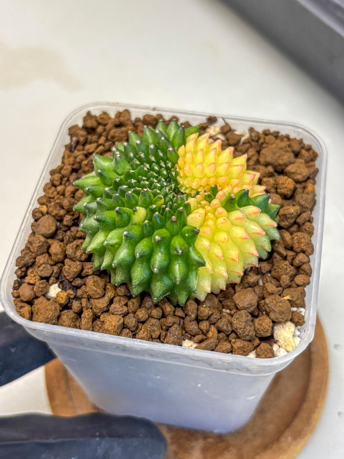 Gymnocalycium Inermis Cristata (gy2) (14) | Variegated Cactus