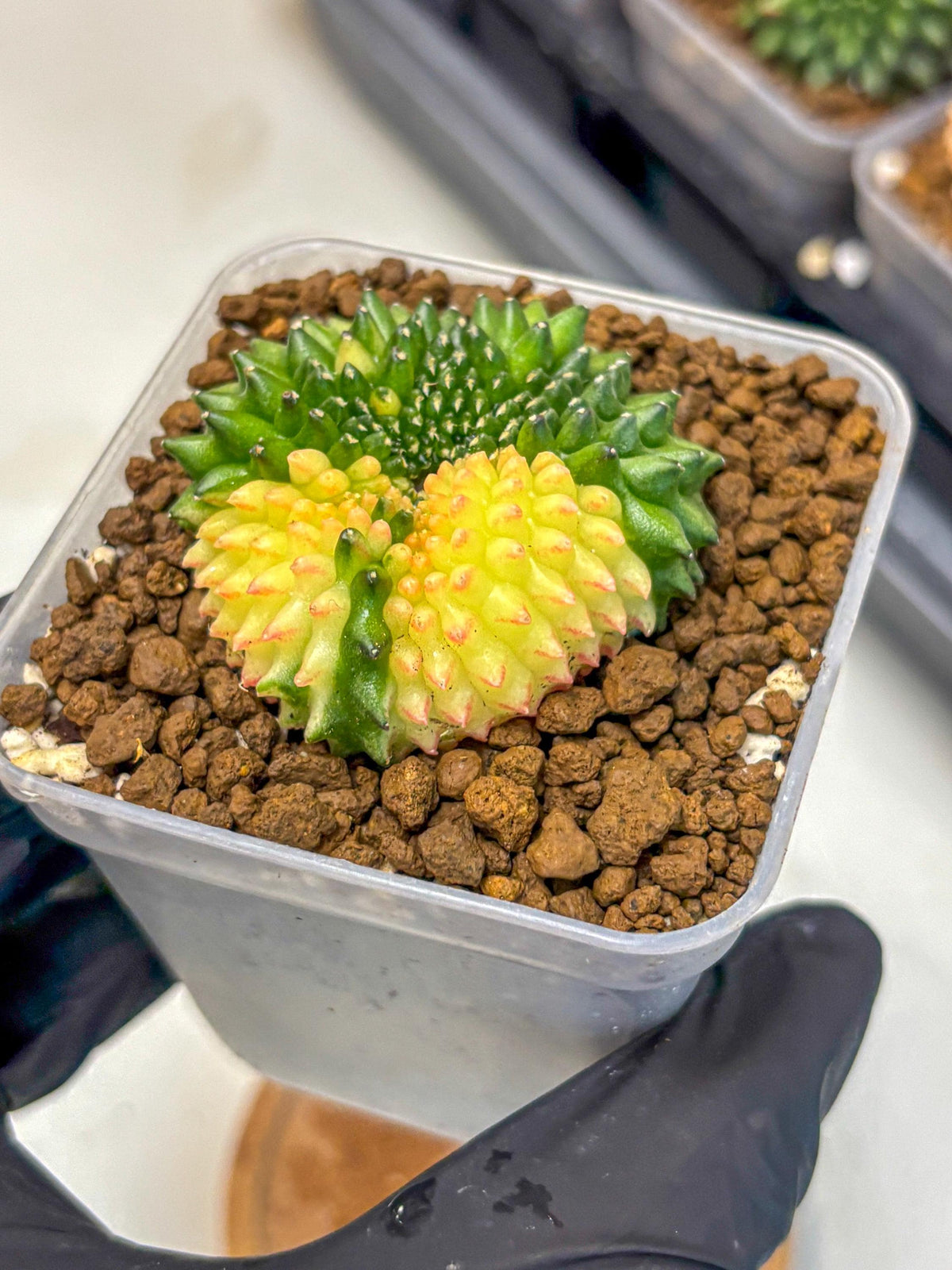 Gymnocalycium Inermis Cristata (gy2) (14) | Variegated Cactus