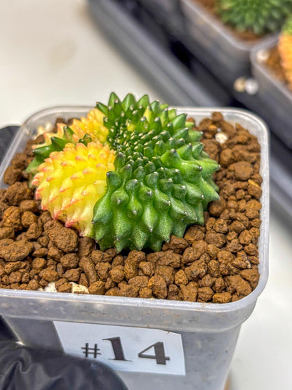 Gymnocalycium Inermis Cristata (gy2) (14) | Variegated Cactus