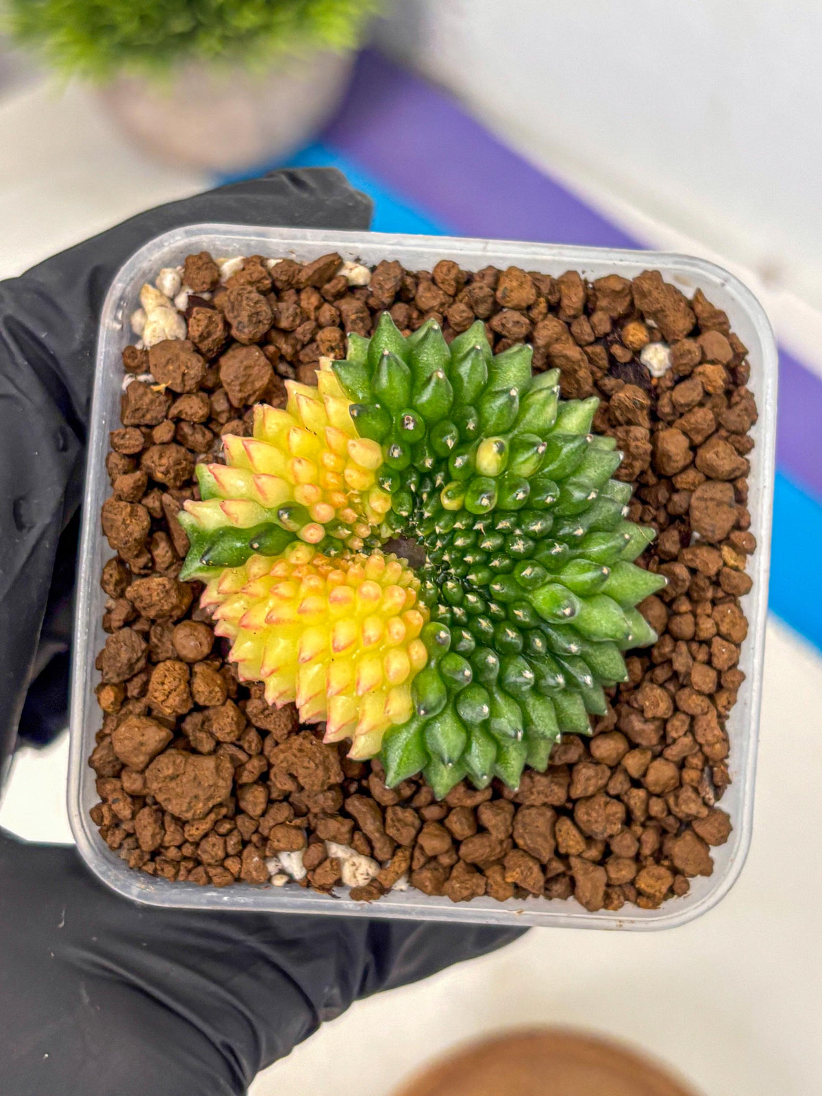 Gymnocalycium Inermis Cristata (gy2) (14) | Variegated Cactus