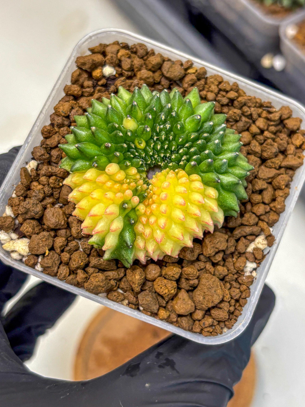 Gymnocalycium Inermis Cristata (gy2) (14) | Variegated Cactus