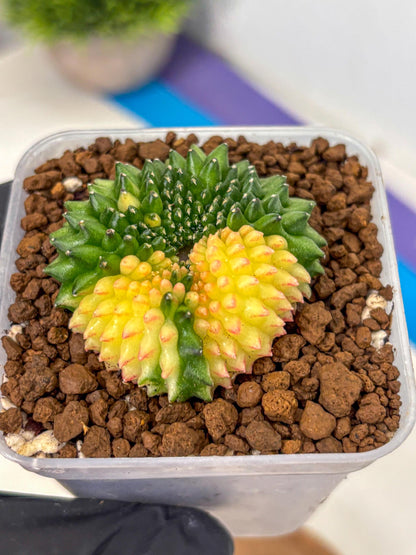 Gymnocalycium Inermis Cristata (gy2) (14) | Variegated Cactus