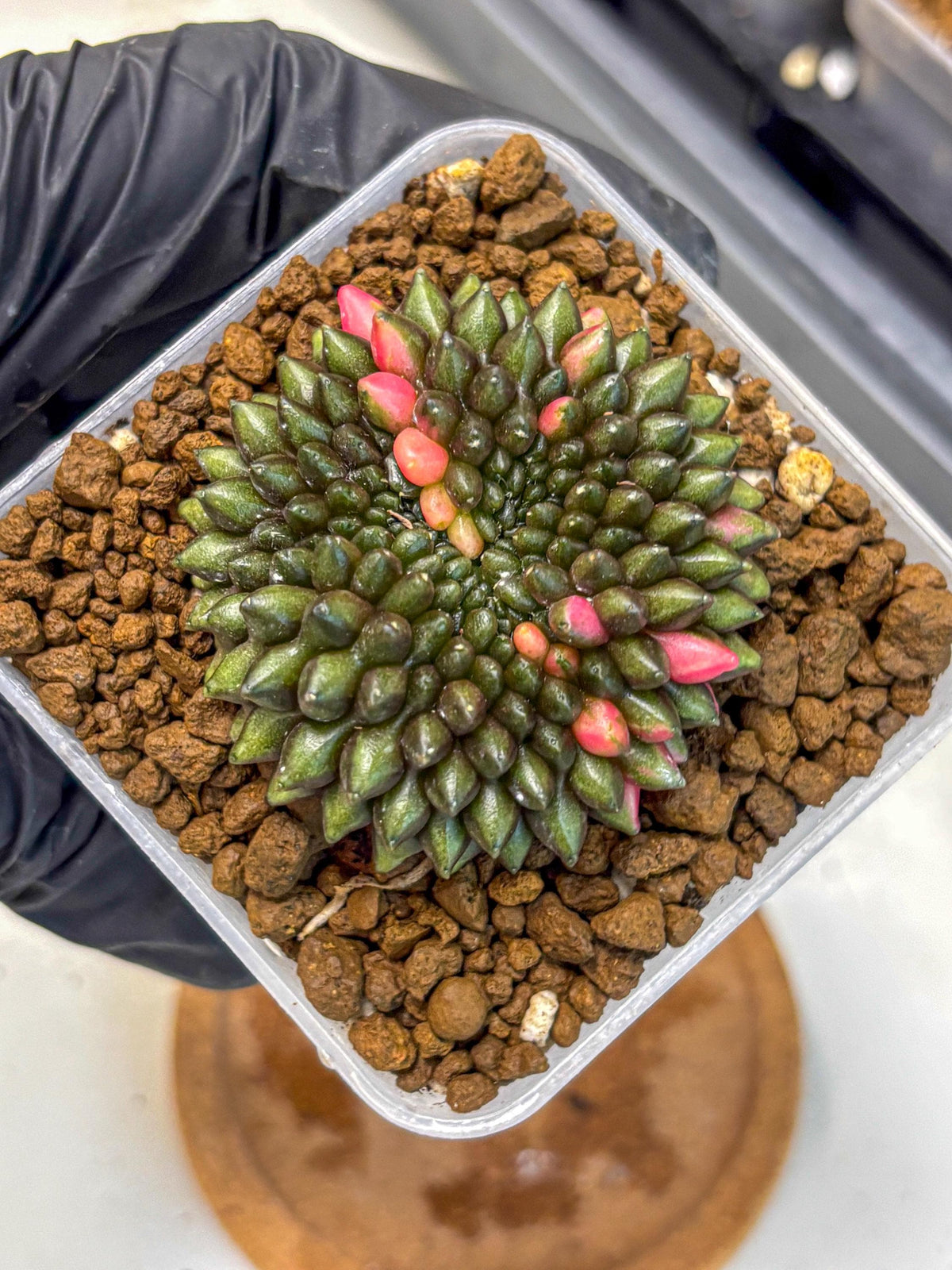 Gymnocalycium Inermis Cristata (gy2) (15) | Variegated Cactus