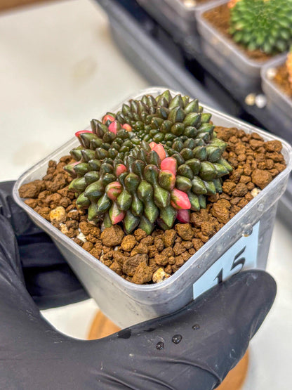 Gymnocalycium Inermis Cristata (gy2) (15) | Variegated Cactus