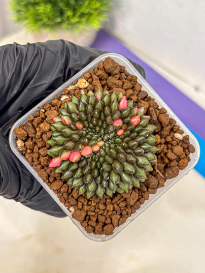 Gymnocalycium Inermis Cristata (gy2) (15) | Variegated Cactus