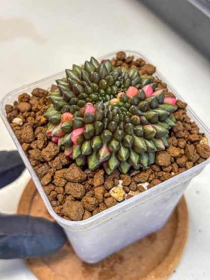 Gymnocalycium Inermis Cristata (gy2) (15) | Variegated Cactus