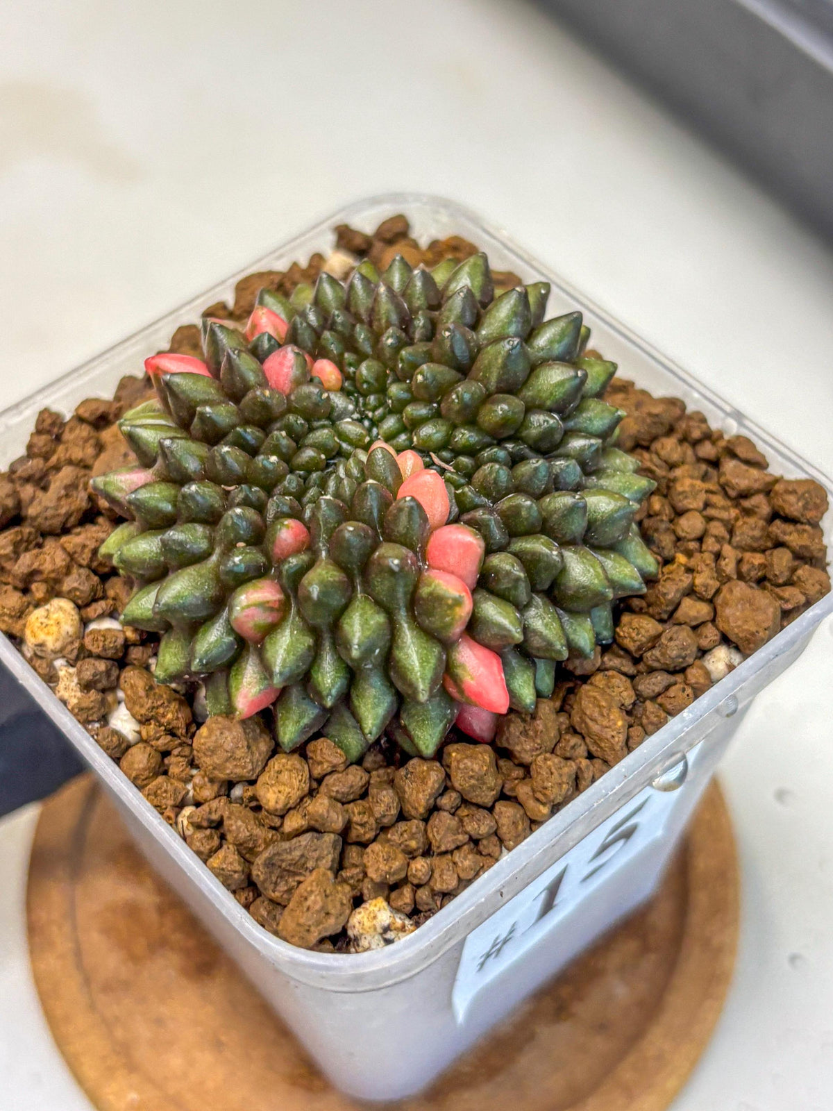 Gymnocalycium Inermis Cristata (gy2) (15) | Variegated Cactus