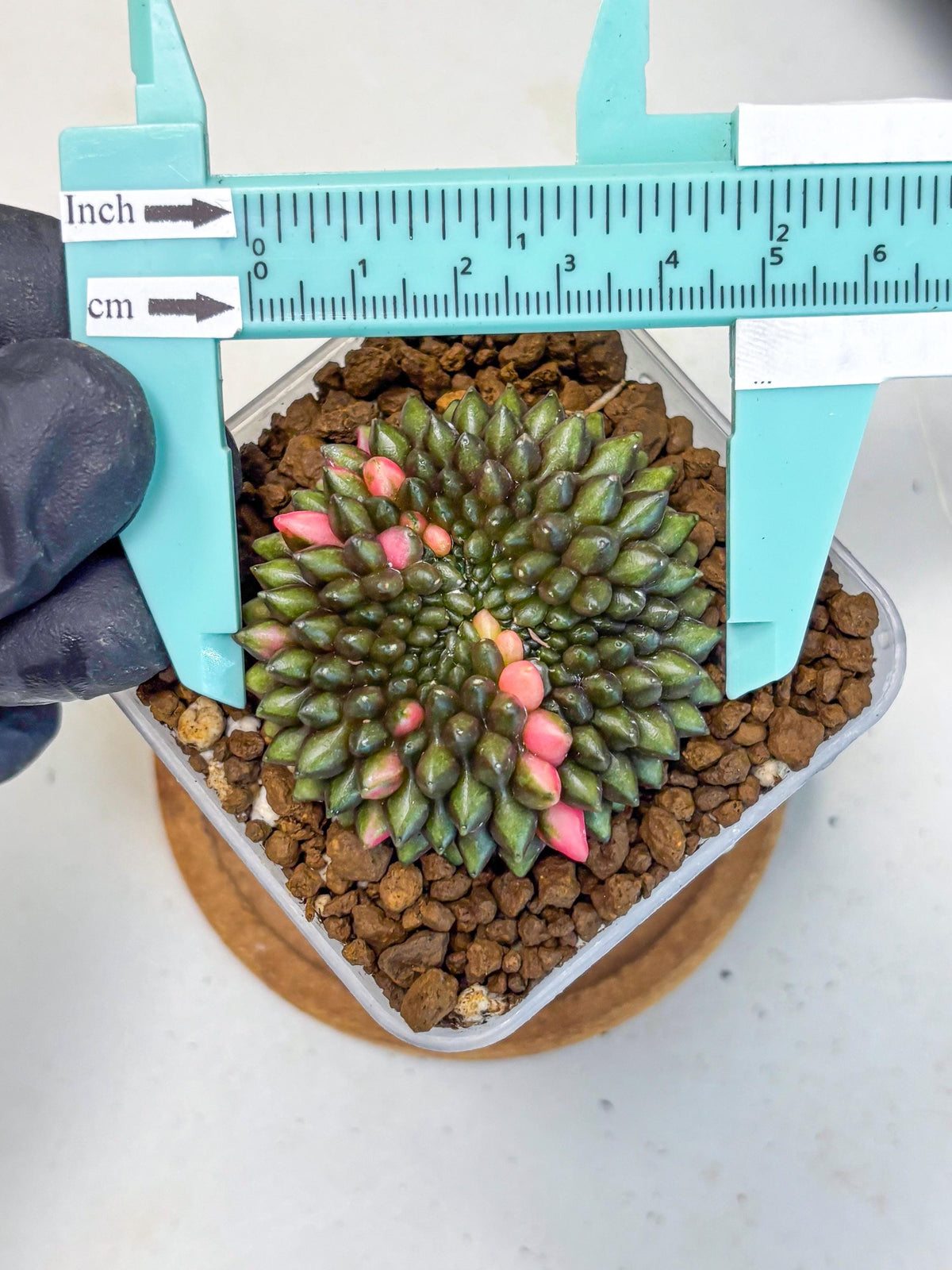 Gymnocalycium Inermis Cristata (gy2) (15) | Variegated Cactus