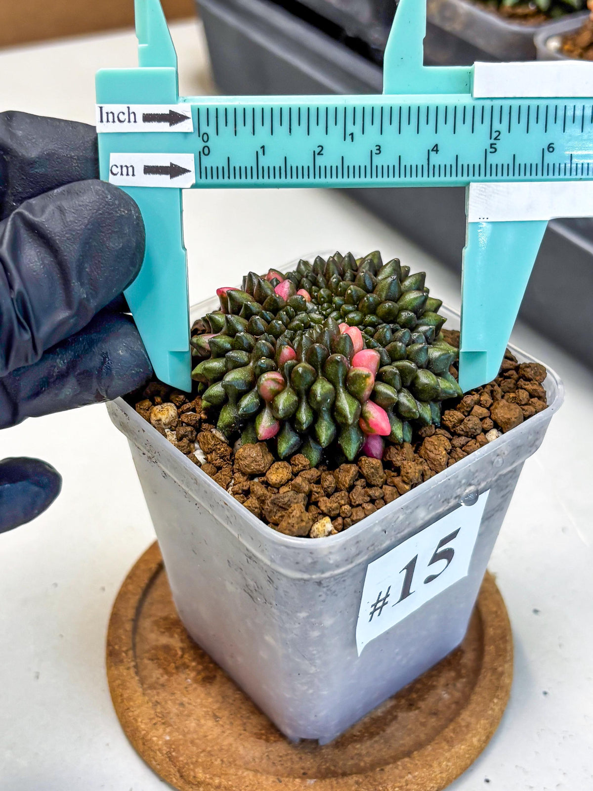 Gymnocalycium Inermis Cristata (gy2) (15) | Variegated Cactus