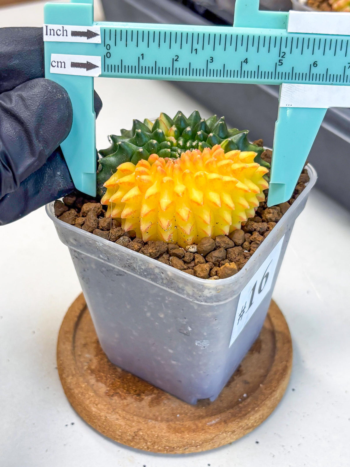 Gymnocalycium Inermis Cristata (gy2) (16) | Variegated Cactus