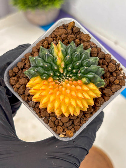 Gymnocalycium Inermis Cristata (gy2) (16) | Variegated Cactus