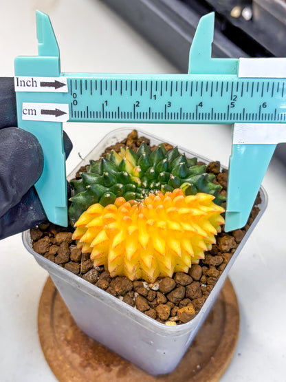 Gymnocalycium Inermis Cristata (gy2) (16) | Variegated Cactus