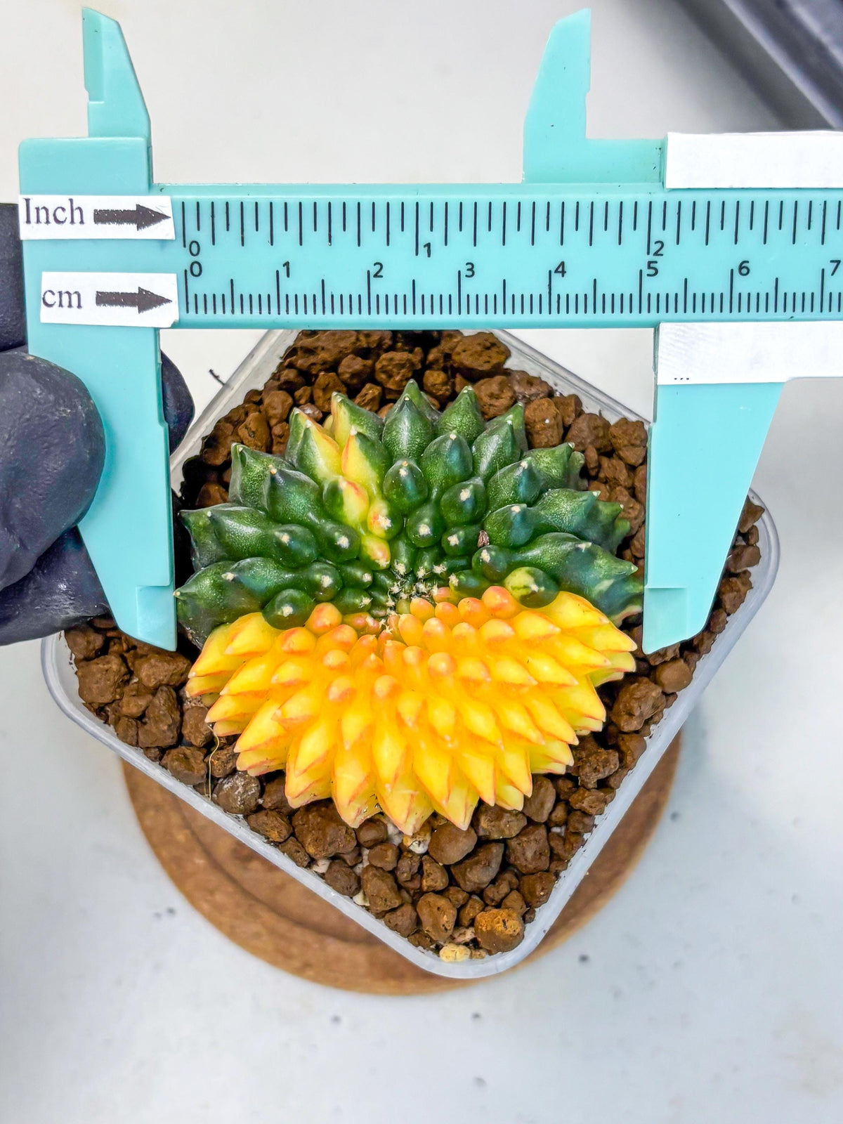 Gymnocalycium Inermis Cristata (gy2) (16) | Variegated Cactus