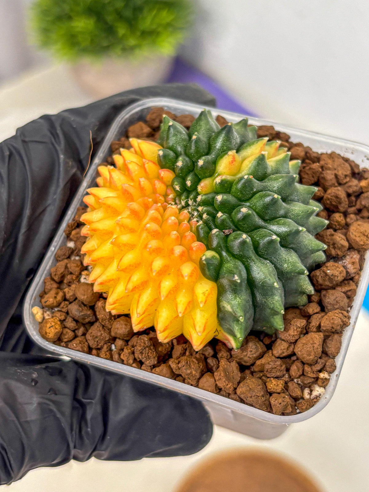 Gymnocalycium Inermis Cristata (gy2) (16) | Variegated Cactus