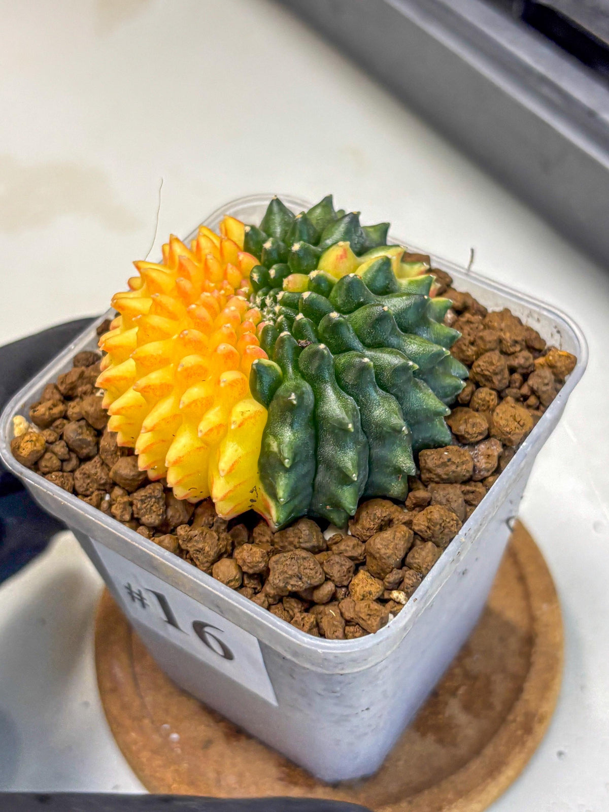 Gymnocalycium Inermis Cristata (gy2) (16) | Variegated Cactus