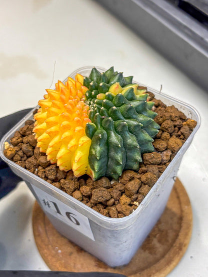 Gymnocalycium Inermis Cristata (gy2) (16) | Variegated Cactus