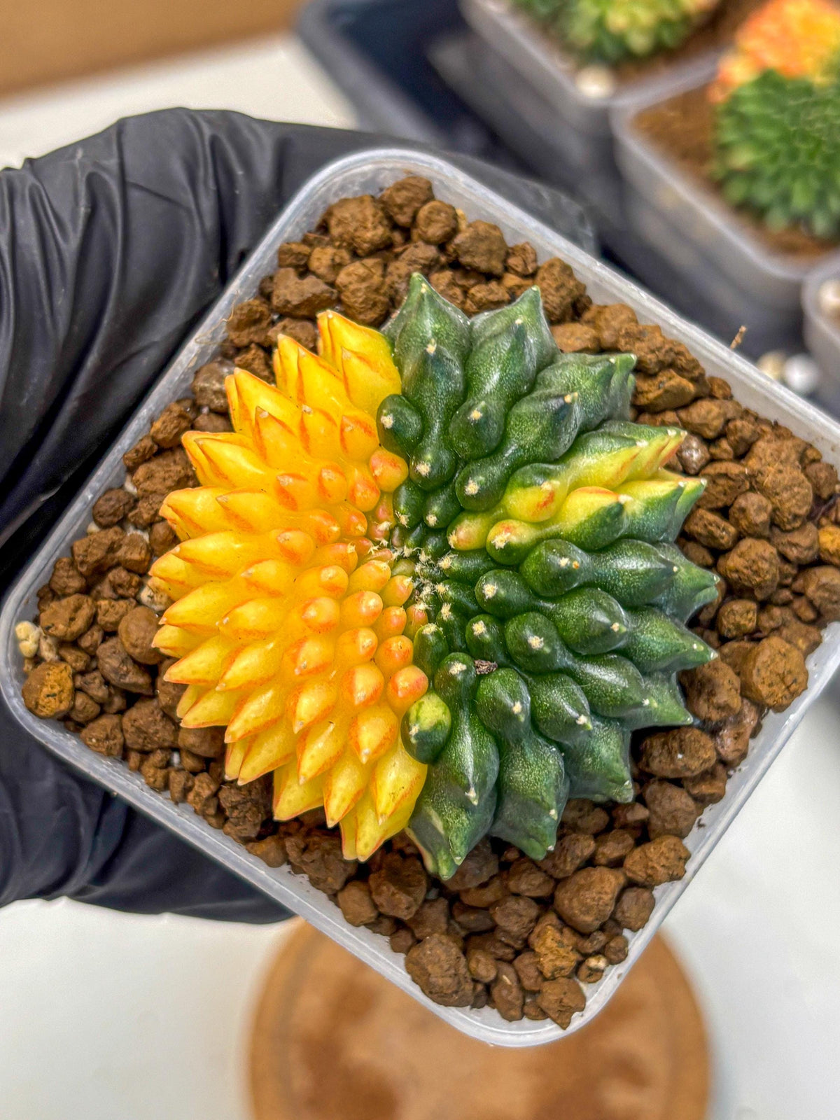 Gymnocalycium Inermis Cristata (gy2) (16) | Variegated Cactus