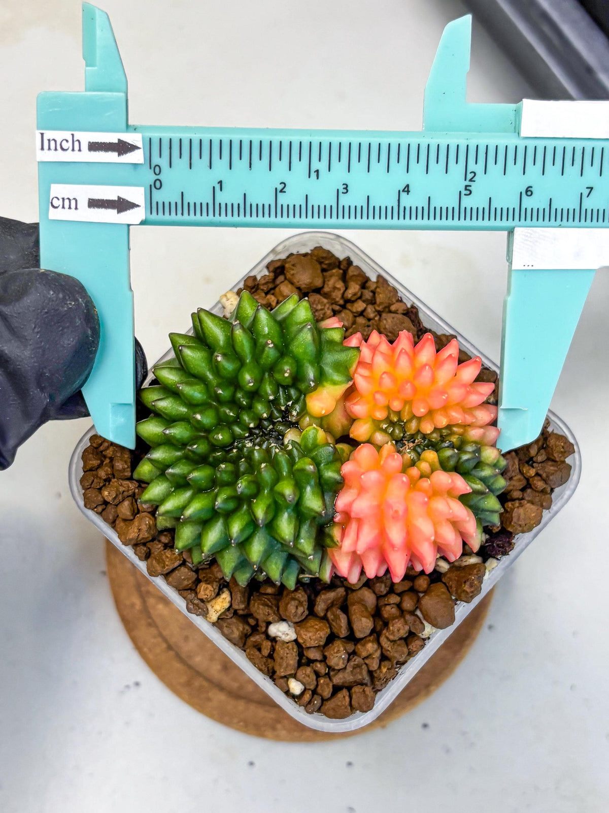 Gymnocalycium Inermis Cristata (gy2) (17) | Variegated Cactus