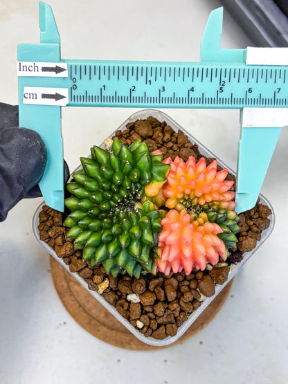 Gymnocalycium Inermis Cristata (gy2) (17) | Variegated Cactus