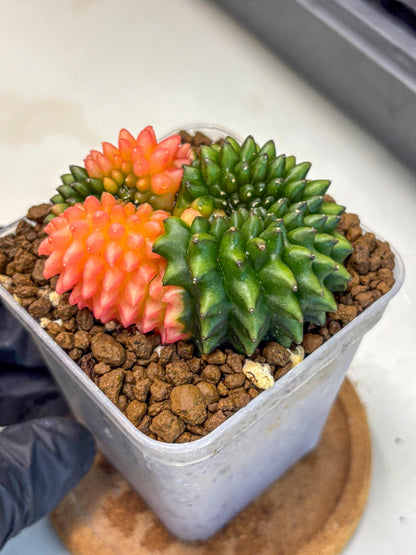 Gymnocalycium Inermis Cristata (gy2) (17) | Variegated Cactus