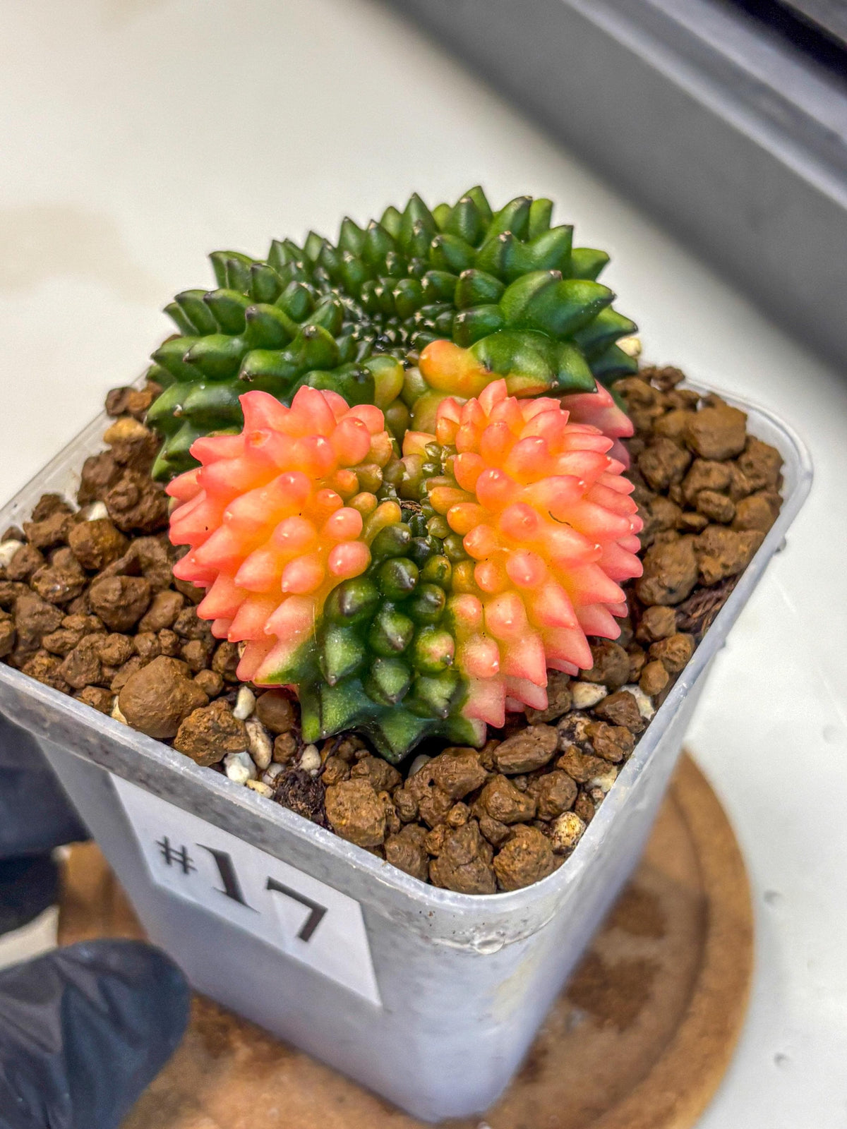 Gymnocalycium Inermis Cristata (gy2) (17) | Variegated Cactus