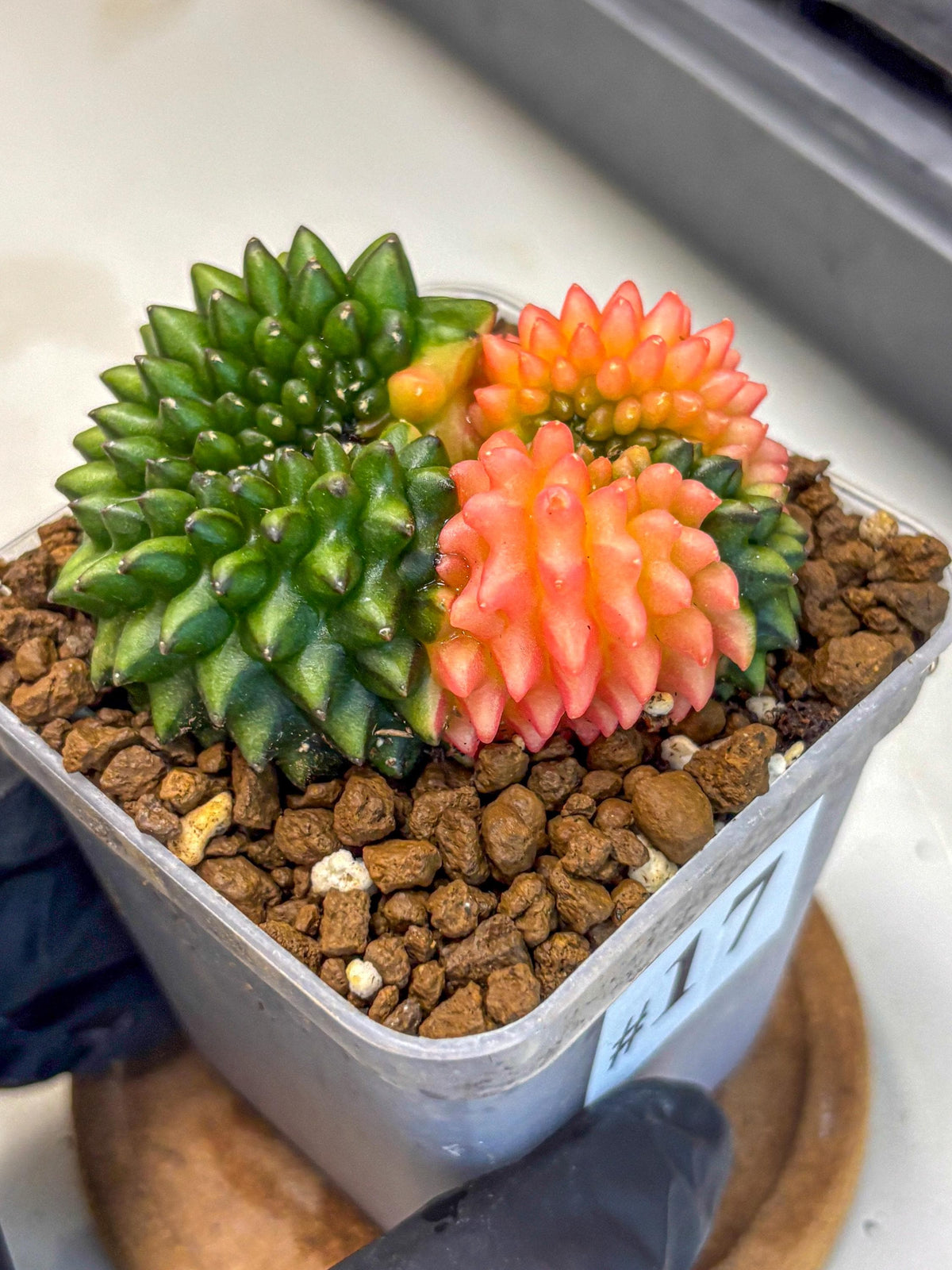 Gymnocalycium Inermis Cristata (gy2) (17) | Variegated Cactus