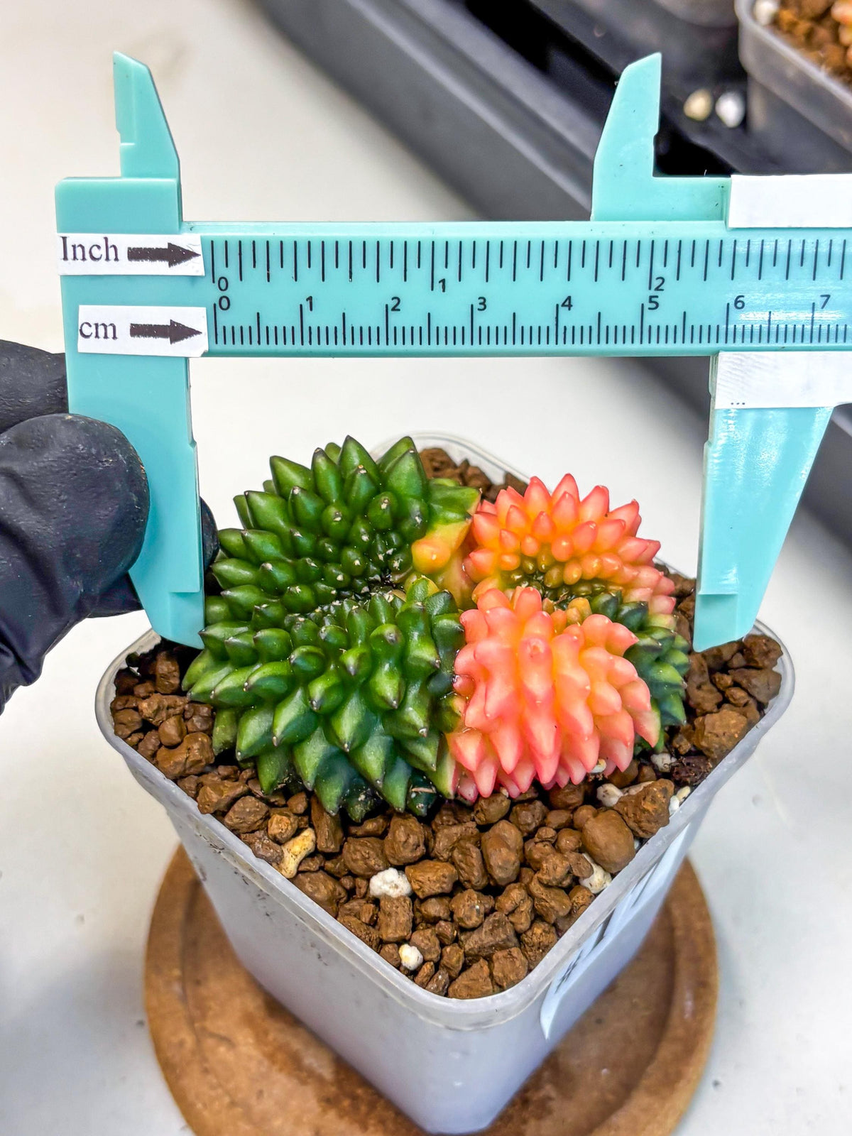 Gymnocalycium Inermis Cristata (gy2) (17) | Variegated Cactus