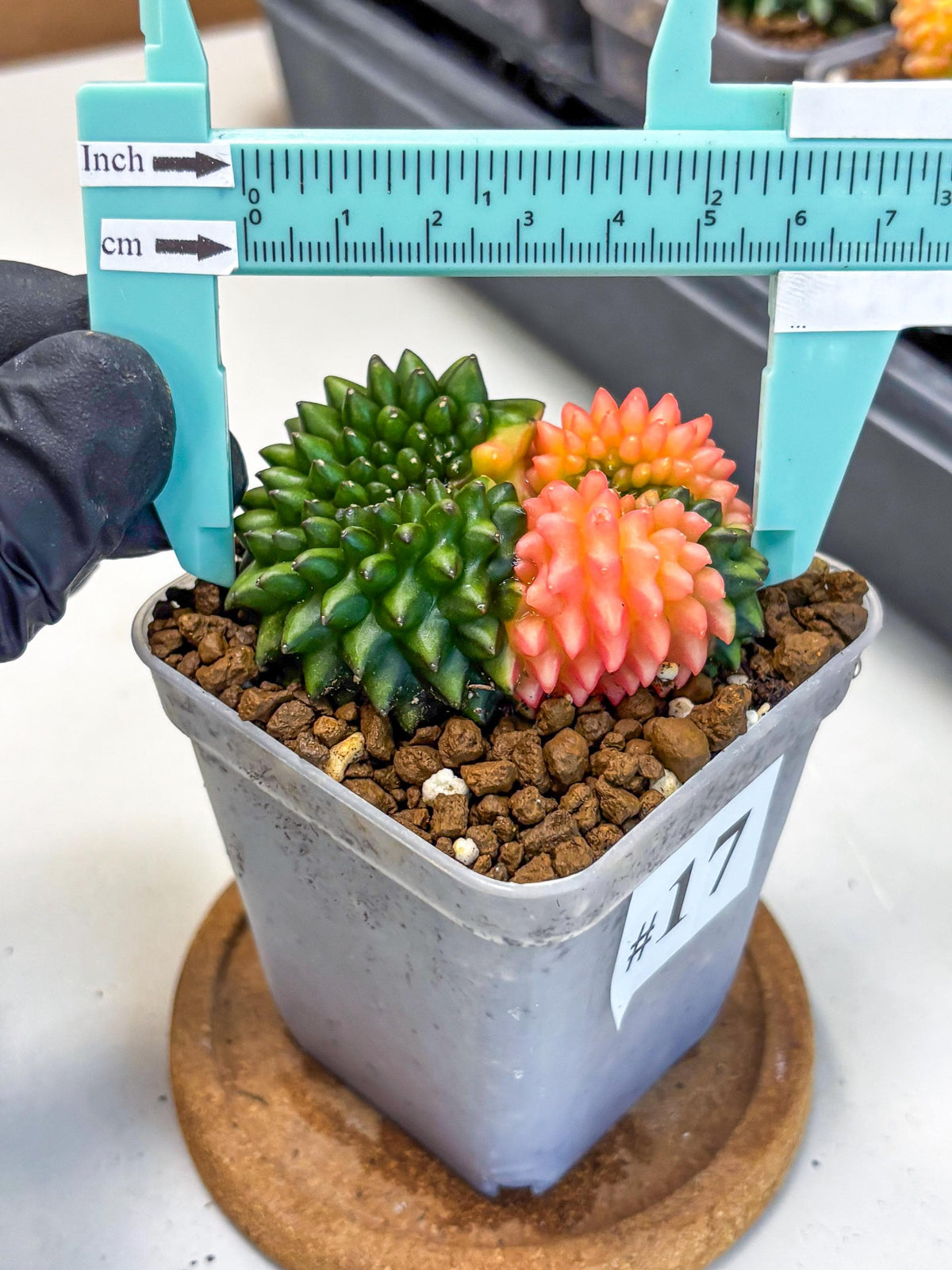 Gymnocalycium Inermis Cristata (gy2) (17) | Variegated Cactus