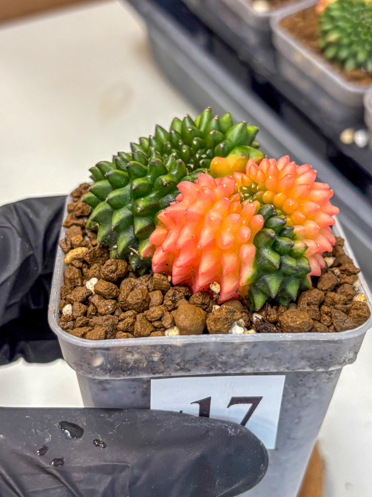 Gymnocalycium Inermis Cristata (gy2) (17) | Variegated Cactus