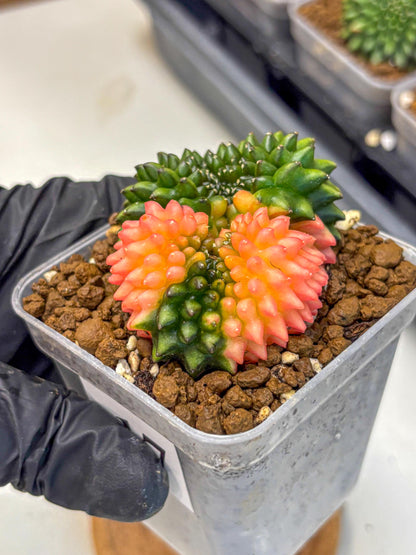 Gymnocalycium Inermis Cristata (gy2) (17) | Variegated Cactus