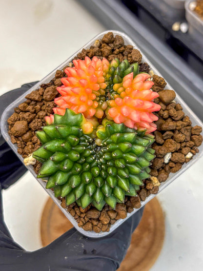 Gymnocalycium Inermis Cristata (gy2) (17) | Variegated Cactus
