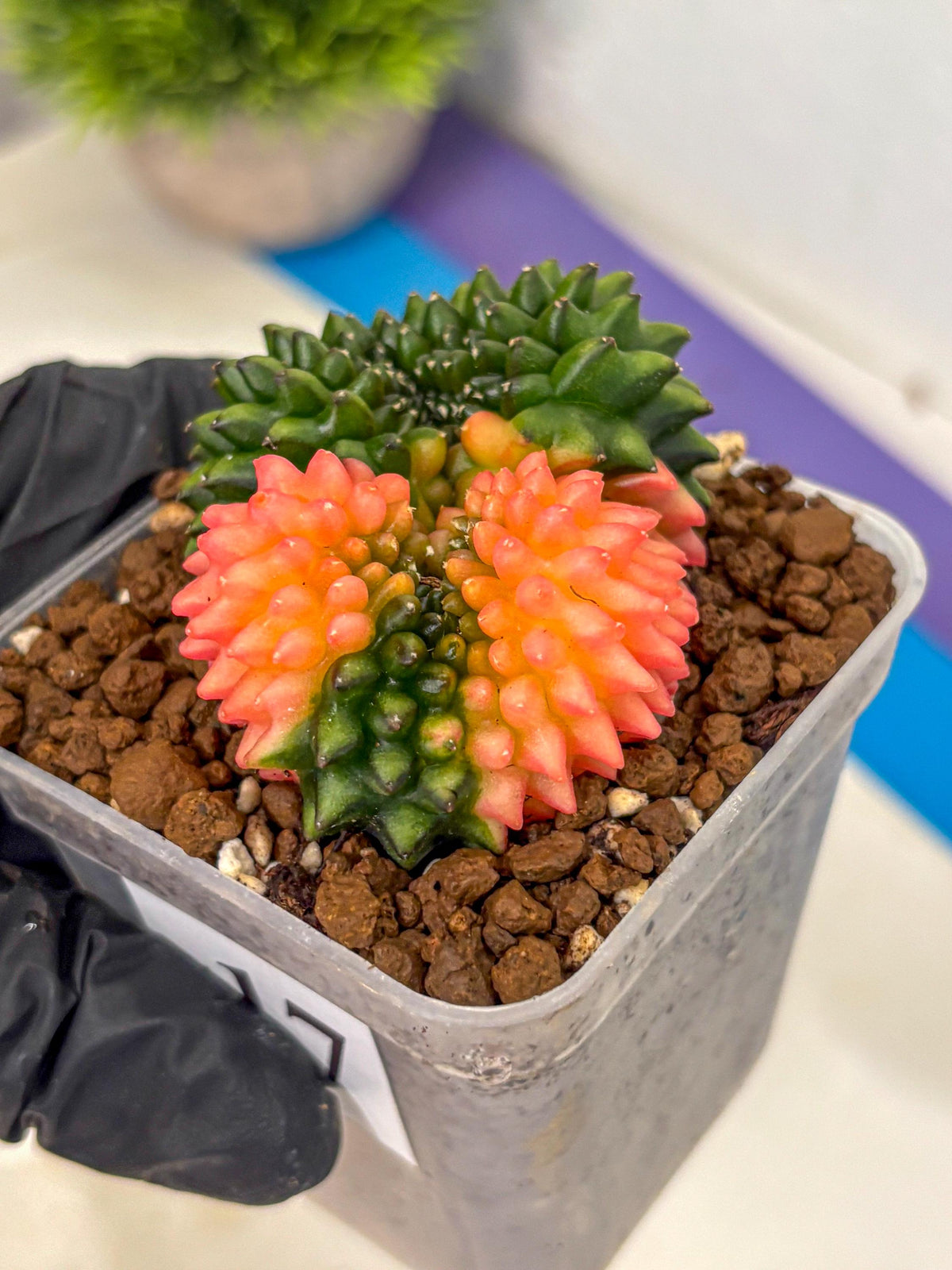 Gymnocalycium Inermis Cristata (gy2) (17) | Variegated Cactus