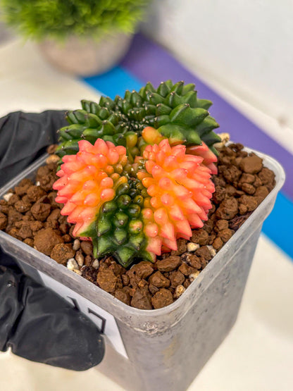Gymnocalycium Inermis Cristata (gy2) (17) | Variegated Cactus